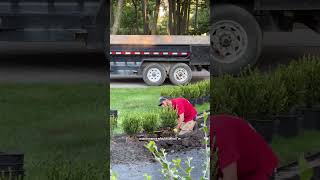 Landscaping Makeover With Winter Gem Boxwoods