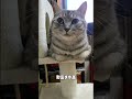 養大臉娃的好處是什麽？ 猫 可爱 猫咪 萌宠 年糕酱 cat