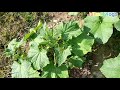 শীতকালে তরমুজ চাষ পদ্ধতি তরমুজ চাষ all method watermelon cultivation