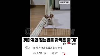 짖는법을 까먹은 강아지