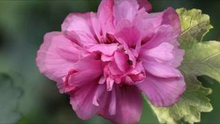 Hibiscus syriacus - Most beautiful 24 varieties