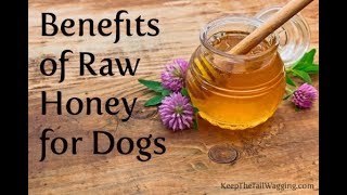 Benefits of Bee Pollen and Raw Honey for Dogs