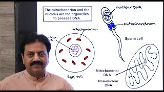 Mitochondrial inheritance pattern / Why mitochondria are inherited from mother only? / (In Sindhi)