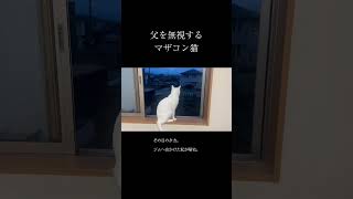 父を無視するマザコン猫。　 #保護猫 #猫 #猫のいる暮らし