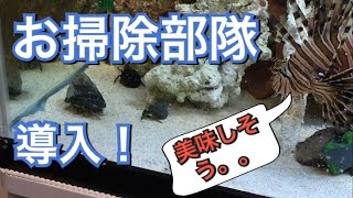 【アクアリウム】お掃除部隊導入してみた！【海水魚水槽】