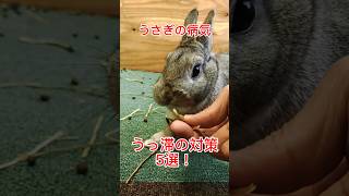 うさぎがよくかかる病気　うっ滞の対策　予防５選　 #shorts #ネザーランドドワーフ #うさぎ #rabbit #小動物 #bunny #ペット #animals