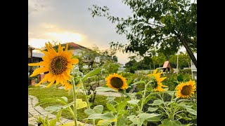 Rain Tree Farm, Permatang Tinggi