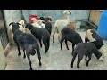 karnataka baby sheep in hyd rampuri baby sheep bannur u0026 telangana babysheep