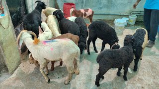 Karnataka baby sheep in Hyd | rampuri baby sheep | bannur \u0026 Telangana babysheep