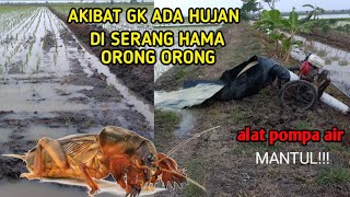 AKIBAT KEKERINGAN PADI RUSAK DI MAKAN HAMA ORONG ORONG