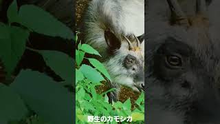 野生のカモシカ #カモシカ#シカ#野性動物#動物#癒される#自然#ジブリ