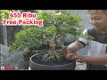 450 FREE PACKING‼️ CHECK THE PRICE OF BONSAI AT HOME GEGARA BONSAI