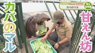 甘えん坊！カバのマル【アニマル×Animal】