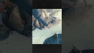 Wow…. So much Fish caught by his Man…. Amazing #shortvideo