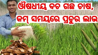 Bacha Farming low investment heavy profit full detail Odia plans marketing explained