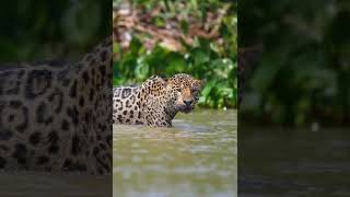leopard Drowns Its Cubs in the River and Searches for Them in aTouching and Emotional Manne #shorts