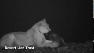 Desert Lions hunting Seals at skeleton coast