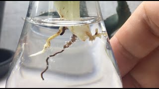 実験結果：カキコの断面を乾燥させないで水耕栽培すると腐るか？(アガベ実験）