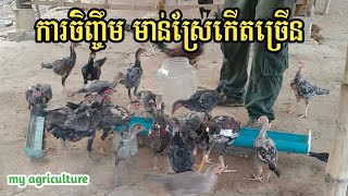 ការចិញ្ចឹម មាន់ស្រែកើតច្រើន មេមាន់ពងក៏ច្រើន - my agriculture