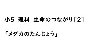 小５理科_メダカのたんじょう④