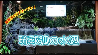 新展示エリア「琉球弧の水辺」オープン