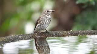 権現山バードサンクチュアリのエゾビタキ　その３１（4K60P動画）