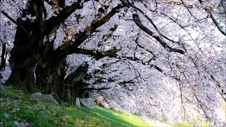 背割堤（京都）の満開の桜2017 Cherry Blossoms in Kyoto