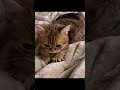 １分で癒やされるネコの動画5選 cat cute kitten pets 猫 shorts