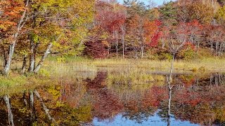 [ 4K Ultra HD ] 観音沼森林公園の紅葉 Kannon swamp forest park in Autumn (Shot on RED EPIC)