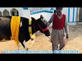 punjotha dairy farm biggest millking cow in punjab pakistan best cows farm in pakistan ￼ 10 jac