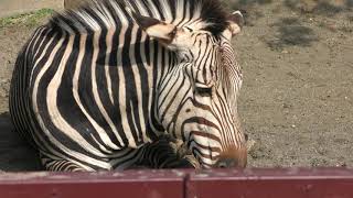 ハートマンヤマシマウマ の『イブキ』 (しろとり動物園) 2019年3月1日