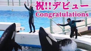 デビューおめでとうございます!!感動しちゃいました(T_T) 鴨川シーワールド シャチショー kamogawa-seaworld