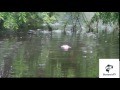 HUGE Topwater Blowups - INSANE Compilation