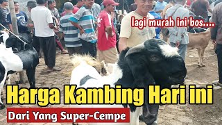 MURAH MERAKYAT ..!!HARGA KAMBING DARI YANG CEMPE/ANAKAN - KAMBING SUPER DI PASAR SUMPIUH BANYUMAS