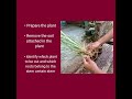 Demo164 Plant Propagation by Division|Nursery Operation|Agricrops Production|Layering|How To|Paano