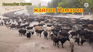 Тожикистонда Қойлар жайловдан Қайтди  Гусфандо Ай Айлоқ Гаштан 2021