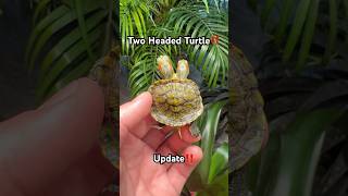 Update on Barf And Belch the Two Headed Turtle‼️