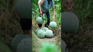 Traditional handmade winter melon paste mooncakes, sweet and refreshing