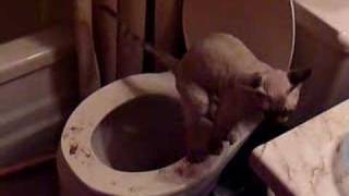 Yao the Cat - Toilet Training is Complete