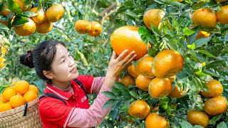 Women Harvesting Oranges and Catching Fish to Sell at the Market | Daily Life