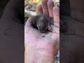 mole cute animals mole