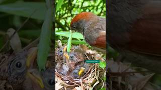 The mother bird is feeding the baby with care #nature