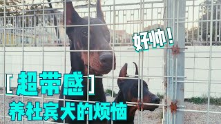 养杜宾犬的烦恼？每次出去都被说好帅好帅好帅！