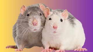 Why do Rats Stare at Their Owners? 🐀👀 The Reasons Explained!