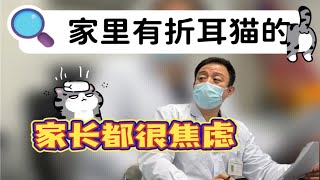 关于折耳猫 从生活日常到发病机理所有知识点，本期全面解答