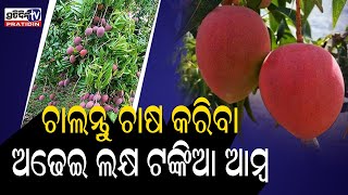 ଚାଲନ୍ତୁ ଚାଷ କରିବା ଅଢେଇ ଲକ୍ଷ ଟଙ୍କିଆ ଆମ୍ବ