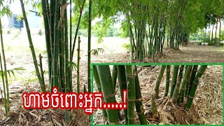 គុណវិបត្តិ និង គុណសម្បត្តិ នៃ ទំពាំង | Benefits of bamboo shoots | Sopheak KH