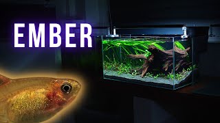 Adding EMBER TETRA to LOW TECH planted aquarium | EP2 CRYPT JUNGLE AQUARIUM