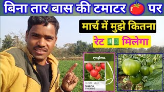 March AtoZ Tomato farming India मार्च मे टमाटर की फसल पर मुझे कितना रेट मिल सकता हैं।