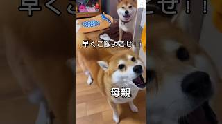 ご飯ちょうだい！騒ぐ母柴とお利口な子どもたち🐶　　#柴犬　#柴犬のいる暮らし #多頭飼い #犬　#shorts